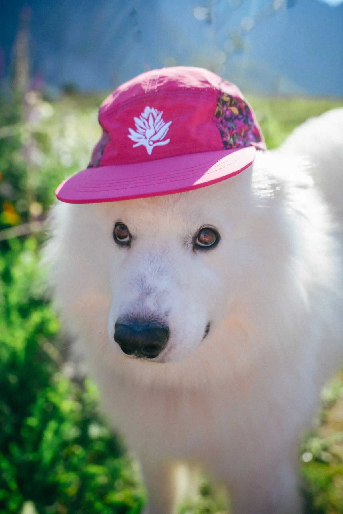 Paintbrush   Asters // 5 Panel Hat